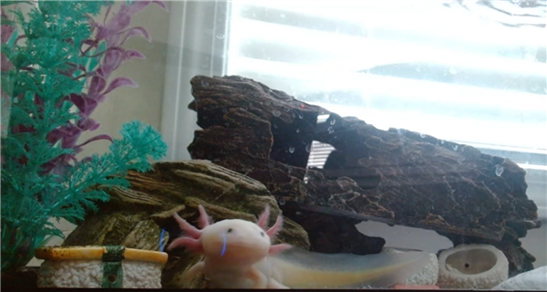 An axolotl in a tank